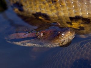 6 Fakta Unik Tentang Anaconda