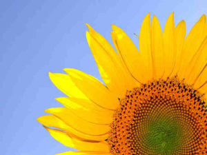 Bunga Matahari Si Pecinta Matahari Dari Amerika Yang Enak Dimakan