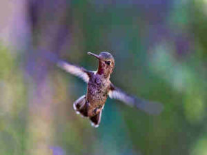 Hummingbird : Burung Terkecil Di Dunia Dengan Kepak Sayap Tercepat