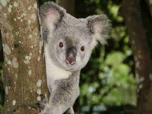 Koala Yang Tidak Punya Air Dan Tukang Tidur