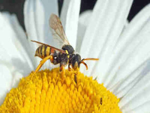 Lebah Pekerja, Betina Yang Rajin Dan Terus Bekerja Hingga Meninggal