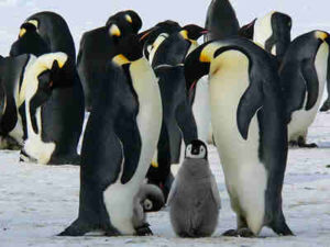 Penguin Tidak Kalah Setia Dengan Merpati