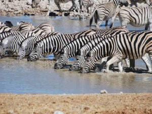Zebra , Pelari Cepat Yang Lorengnya Tidak Ada Yang Sama