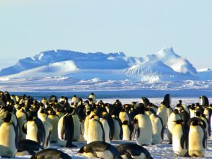 15 Fakta Menarik Tentang Antartika (Kutub Selatan)