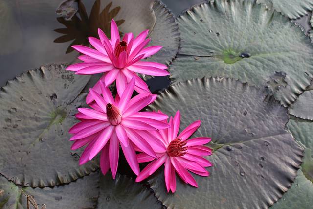 [Foto] Moleknya Bunga Teratai Merah / Pink - Nymphaea Rubra