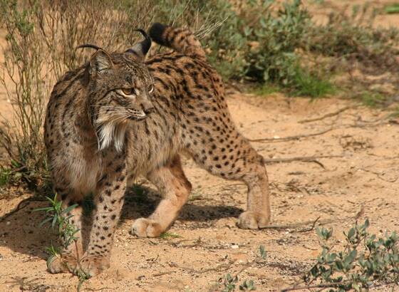 Iberian Lynx : Kucing Pemakan Kelinci Yang Sempat Hampir Punah