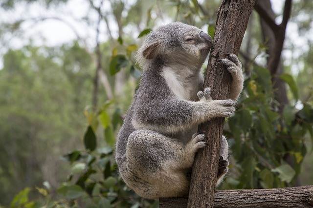 7 Fakta Menarik Tentang Pohon Eucalyptus (Eukaliptus)
