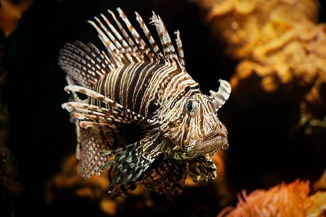 Pterois , si Ikan Singa (Lion Fish) Yang Indah Tetapi Beracun