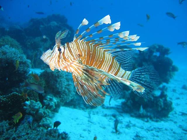 Pterois , si Ikan Singa (Lion Fish) Yang Indah Tetapi Beracun