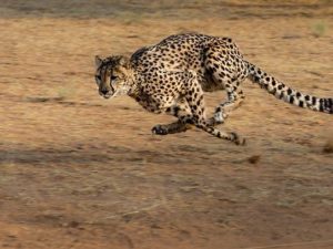 Pernah Dengar Suara Cheetah ? Pemangsa Ini Tidak Mengaum