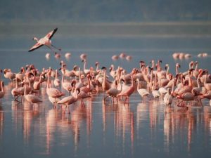 Apa Fungsi Warna Merah Bulu Flamingo ? Seperti Wanita Ternyata