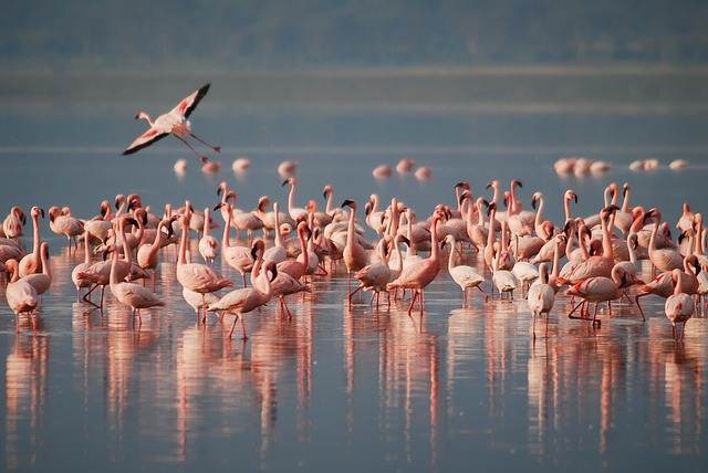 Apa Fungsi Warna Merah Bulu Flamingo ?