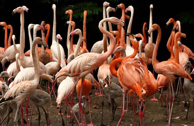 Apa Fungsi Warna Merah Bulu Flamingo ? Seperti Wanita Ternyata