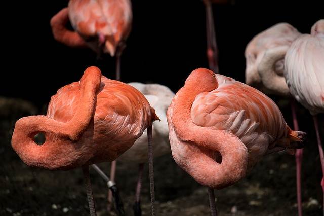 Apa Fungsi Warna Merah Bulu Flamingo ?