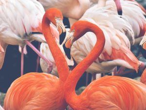 15 Fakta Menarik Tentang Flamingo