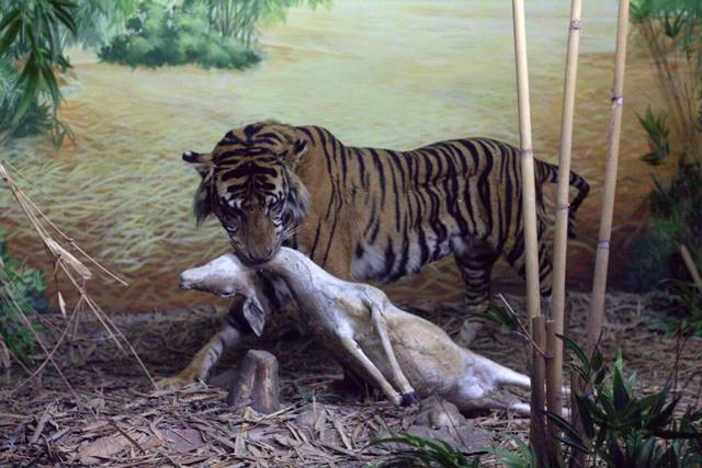 Diorama Harimau Menyeret Mangsanya - Museum Satwa, Jatim Park #5