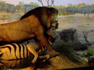 Diorama Singa Dan Santapannya – Museum Satwa, Jatim Park #2