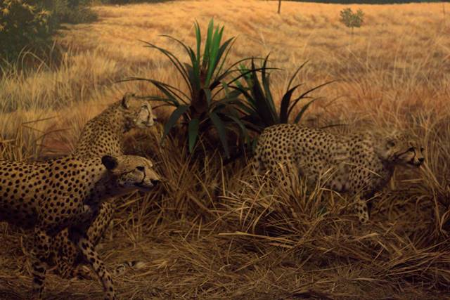 Diorama Kawanan Cheetah Mengintai Mangsa - Museum Satwa, jatim Park #10