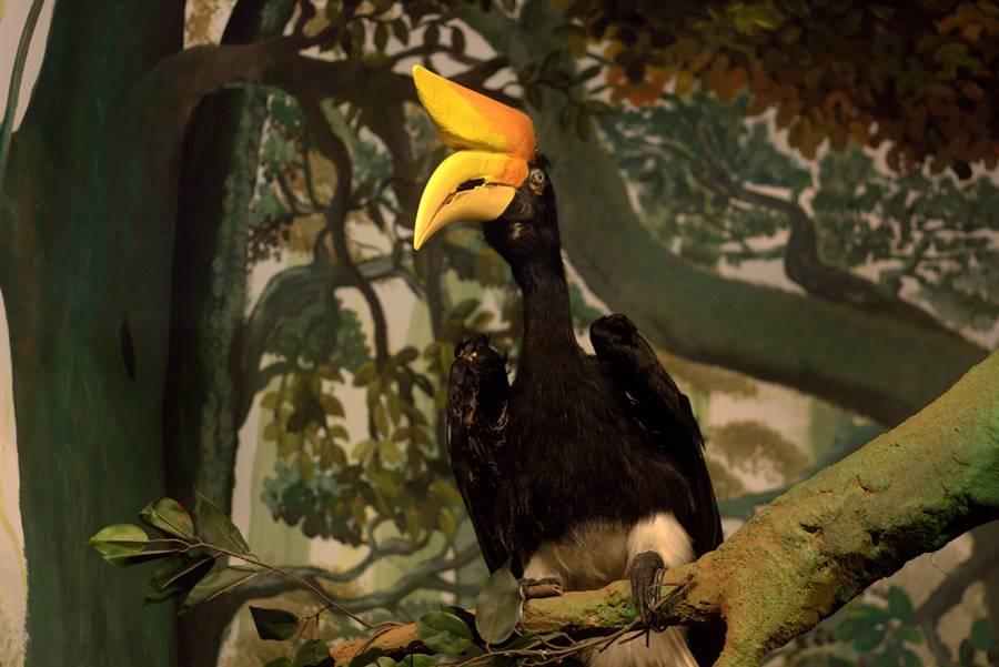 Diorama Rangkong Si Burung Dengan "Tanduk Sapi" - Museum Satwa, jatim Park #14