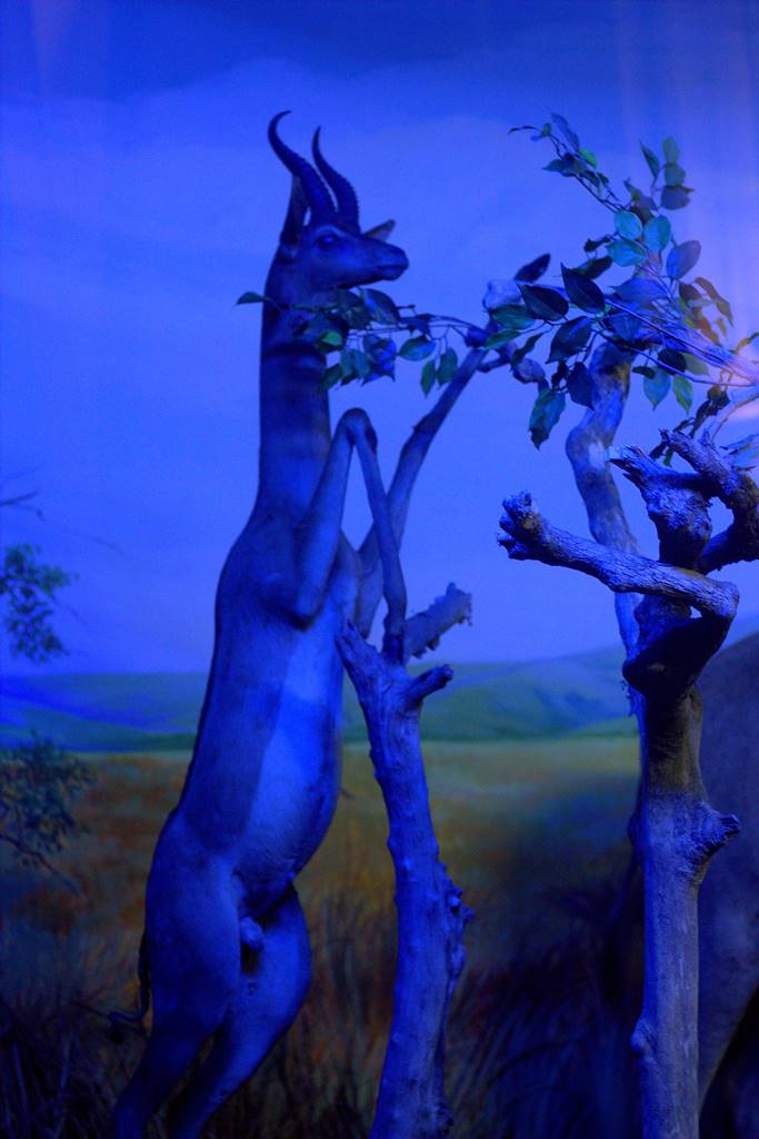 Diorama Rusa Berdiri Menjangkau Pucuk Pohon - Museum Satwa, Jatim Park #13