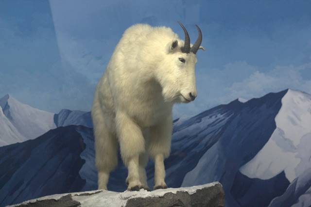 Diorama Kambing Gunung Rocky Mountain - Museum Satwa Jatim Park #15