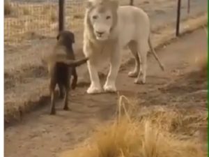 [VIDEO] Persahabatan Singa Dan Anjing, Mungkinkah ?