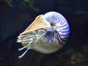 Nautilus, Hewan Laut Penghuni Bumi Sebelum Pohon Dan Dinosaurus Ada