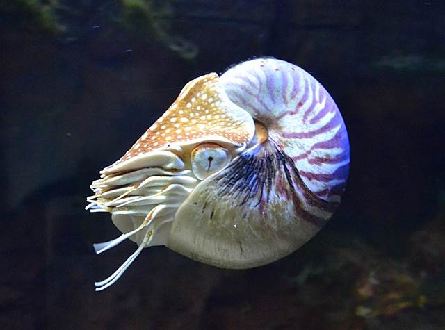 Nautilus, Hewan Laut Penghuni Bumi Sebelum Pohon Dan Dinosaurus Ada