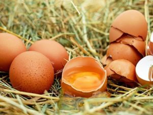 Telur, Si Bulat-Lonjong Yang Terkenal Di Seluruh Dunia