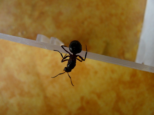 Apakah Semut Akan Mati Ketika Jatuh Dari Ketinggian?