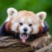 panda merah sepupu panda raksasa? muke loe jauh!